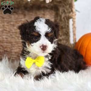 Flax, Mini Bernedoodle Puppy